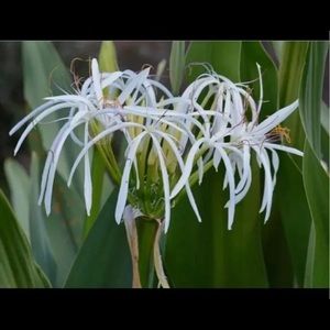 Spider Lily Bulb